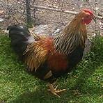 What is the difference between a rooster and a cockerel?2