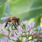 honey bee species1