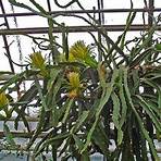 cactus de pitaya nombre científico4