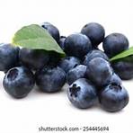 blueberries white background3