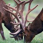 what animals have horns or antlers4