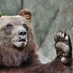 kamtschatka bären2