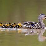 caring for mallard ducklings2