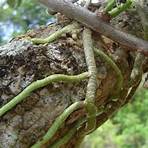 raízes tuberosas são:4