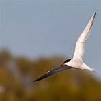 goldeneye duck in flight3