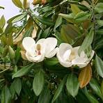 magnolia plagas y enfermedades1