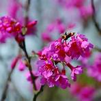 山櫻花什麼時候開花?3