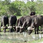 parc kruger afrique du sud4