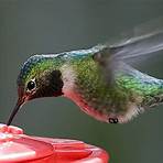 hummingbirds of puerto vallarta1