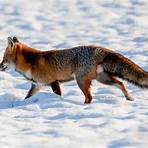 foxes characteristics1