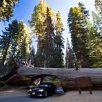 Il tesoro dei Sequoia3