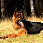 What was a German Shepherd Dog before the 1890s?1