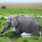 elefantes en peligro de extinción1