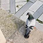 pigeons de paris2