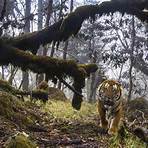 Are Tiger solitary animals?4
