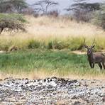 Shaba National Reserve3