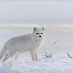 arctic fox facts3