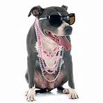 american staffordshire terrier salute4