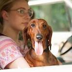 wiener-dog movie review3