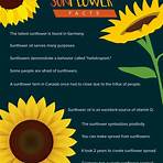 Sunflowers Interactive wikipedia3