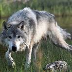 Wolf3