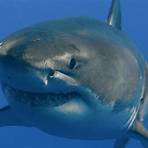 Shark 3D wikipedia2