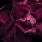 black rose picture4