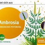 ambrosia pflanze bilder bundesgesundheitsamt1