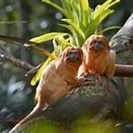 Where did the golden lion tamarin come from?2