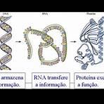 teoria sintética da evolução ppt4