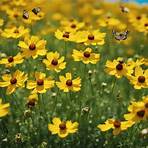 how do you prune coreopsis flowers video4
