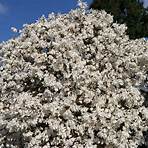 magnolia stellata waterlily4