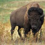 where is home on the range north dakota state bison1