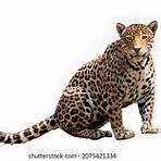 jaguar animado3