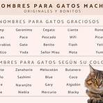 nomes de gatos machos1