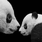 panda animal wikipedia español film en4