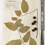 malvaceae guazuma2