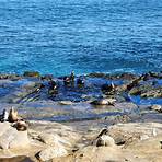 where are the best places to see seals and sea lions in la jolla ca condominiums for sale4
