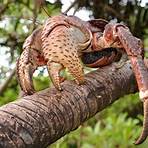 giant coconut crabs2