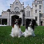 what channel westminster dog show 2021 televised1