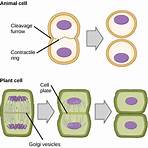 cellular cycle4