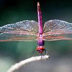 Dragonfly Flea1