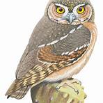 Owl wikipedia4
