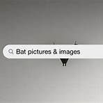 bats images3