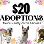 tulare county animal shelter adoption gallery3