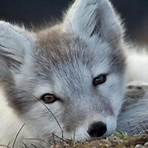 arctic fox information4
