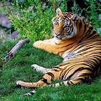 Tiger Kid2