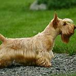 Scottish Terrier wikipedia3