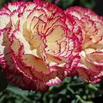 Carnation3