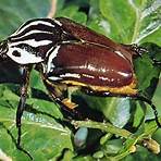 beetle bug4